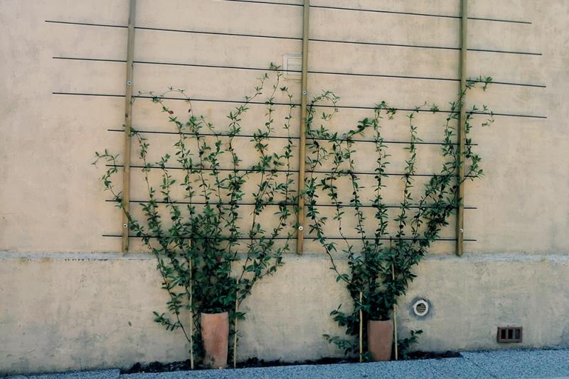 Végétalisation urbaine